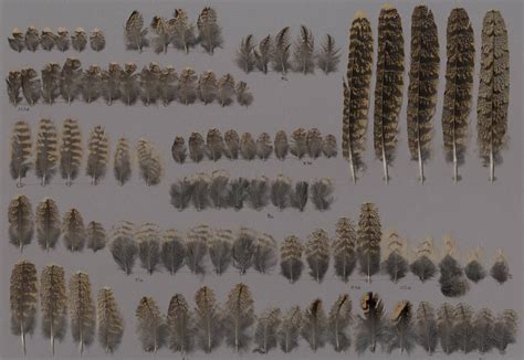 Der ziegenmelker lässt sich noch nicht blicken, dafür eine. Ziegenmelker (Caprimulgus europaeus) - Vogelfedern auf ...