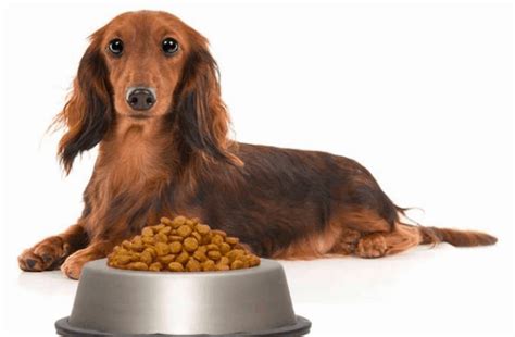 Top 15 Best Dog Foods For Dachshunds In 2023
