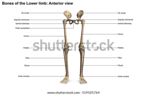 「bones Lower Limb Anterior View 3d」のイラスト素材 559505764 Shutterstock