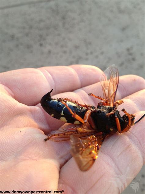 How To Get Rid Of Cicada Killer Wasps Naturally Aug 13 2020 · Cicada