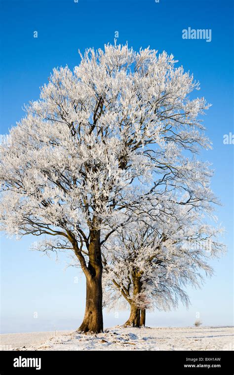 Winter Trees Covered With Hoarfrost Fenwick Moors Scotland Stock
