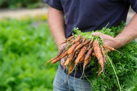 How To Grow Carrots Bbc Gardeners World Magazine