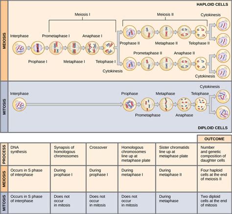 Meiosis Boundless Anatomy And Physiology