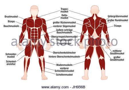 The biggest muscle is lats muscle, then there are traps muscle. Muscle chart with most important muscles of the human body - colored Stock Photo - Alamy