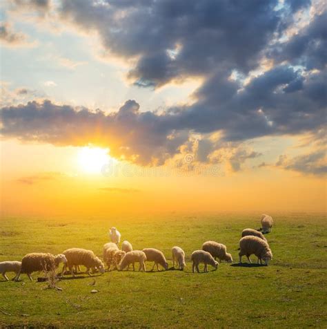 Sheep Herd Graze On A Pasture At The Sunset Stock Photo Image Of