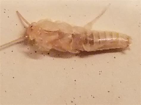 What Type Of Bug Is This Found Crawling Around In Bed Whatsthisbug