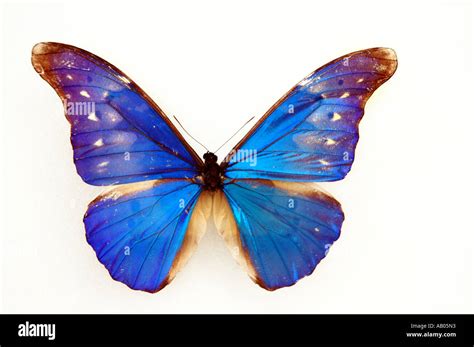 Blue Morpho Morpho Rhetenor Cacica Male Butterfly From Peru Stock Photo