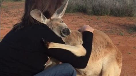 Rescued Kangaroo Shows Her Gratitude And Its The Best Thing Youll See Today Video