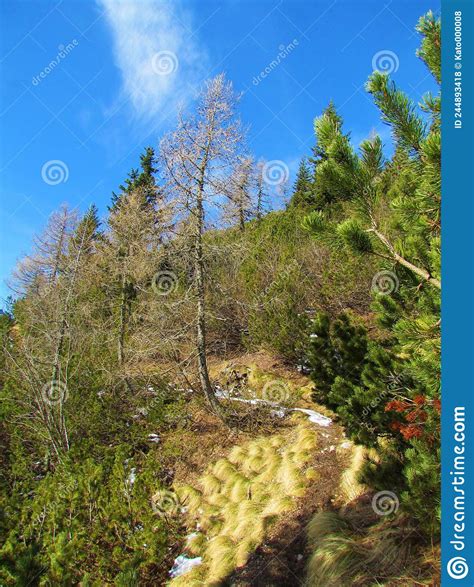 Larch Tree In Winter Surrounded By Alpine Creeping Pine Stock Photo