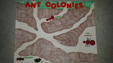 Ant Colonies Science Project Ants Science Science Projects Learning