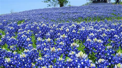 Bluebonnets Legends And Lore Of The Texas State Flower Farmers Almanac
