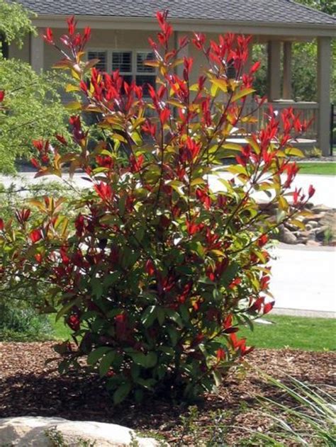 Check spelling or type a new query. How to Prune Red Tip Photinia | Hunker | Red tip photinia ...