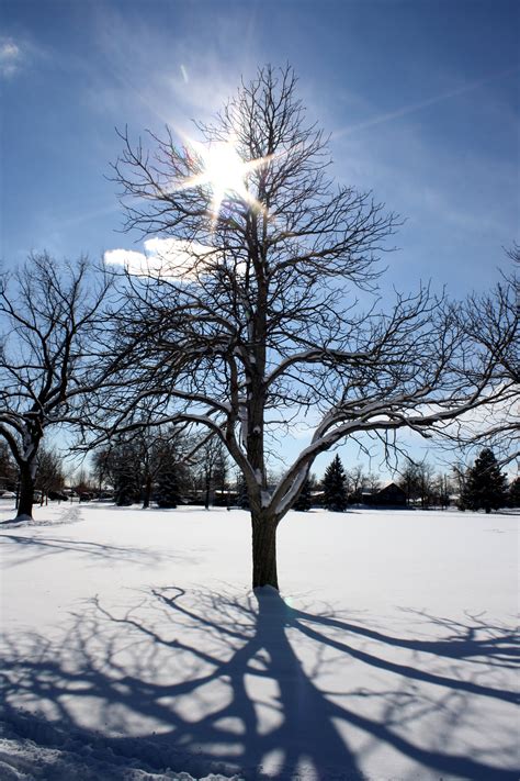 Sun Through Winter Tree Branches Picture Free Photograph