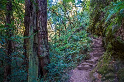 Dipsea And Steep Ravine