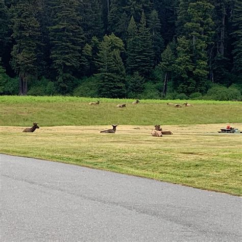 Elk Prairie Campground Prairie Creek Redwoods The Dyrt