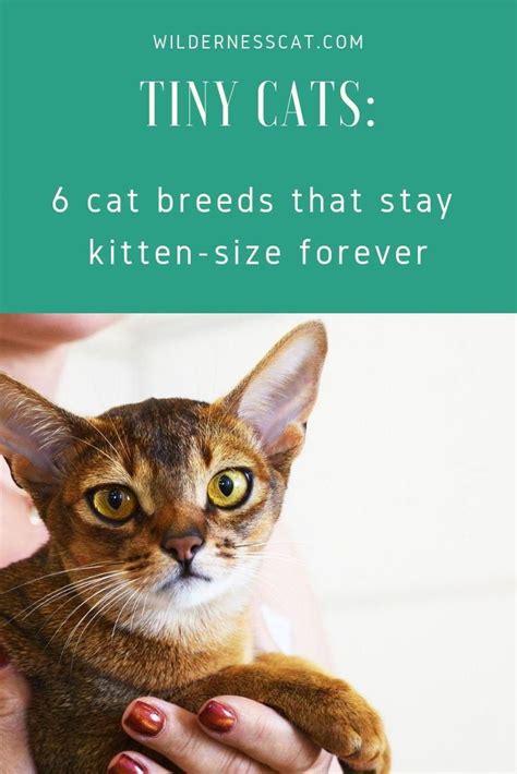 Love Tiny Cats Here Are Six Cat Breeds That Stay Around The Size Of A