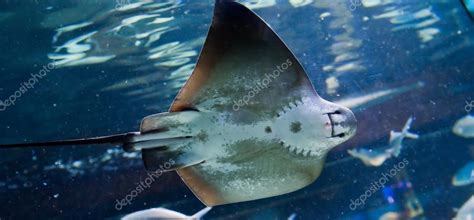Manta Ray Floating Underwater Among Other Fish — Stock Photo © Valphoto