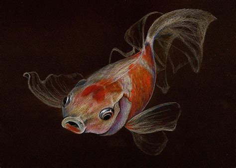Goldfish Drawing By Heidi Kriel
