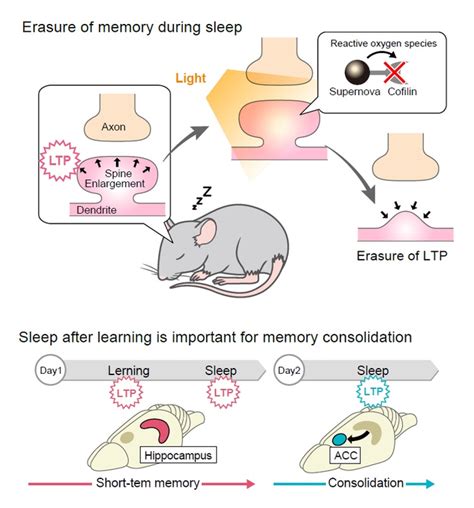 erasure of memory during sleep [image] eurekalert science news releases