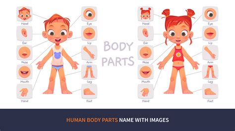 Human Body Parts Names In English With Images Human Body Diagram
