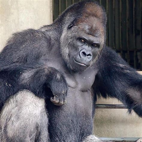 Meet Shabani A 19 Year Old Ridiculously Photogenic Gorilla Gorilla