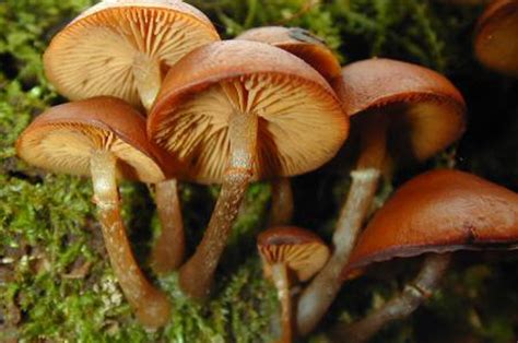 ‌6 ‌easy‌ ‌edible‌ ‌mushrooms‌ ‌identification‌ ‌tips‌ 2023