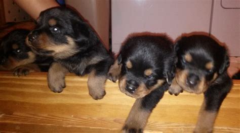 We are german rottweiler breeders who have rottweiler puppies for sale in nc. Rottweiler Puppies For Sale | Dinwiddie, VA #184269