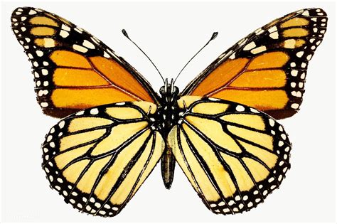 Vintage Monarch Butterfly Illustration Design Element Free Image By