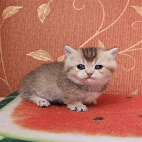 Munchkin Cats For Sale Chicago Il 346719 Petzlover