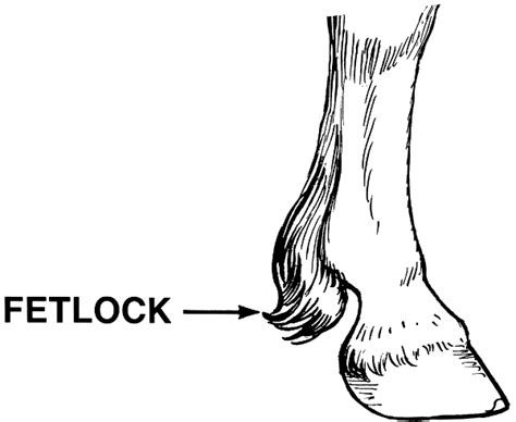 Horse Hoof Print Clip Art Clip Art Library