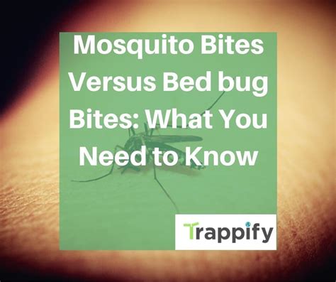 Mosquito Bites Versus Bed Bug Bites What You Need To Know Trappify