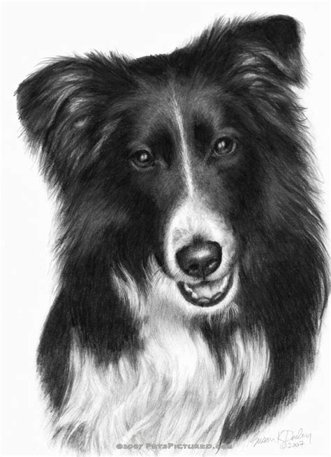 How To Draw A Border Collie Howtond