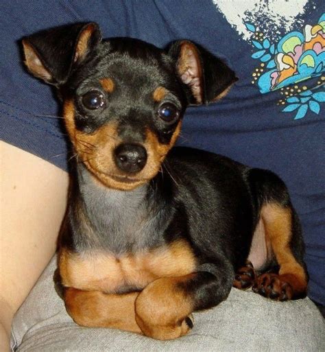 Awesome Pinscher Dog Information Is Available On Our Internet Site