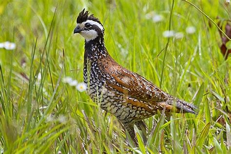 Fwc Report Northern Bobwhite Quail Sightings Morning Ag Clips