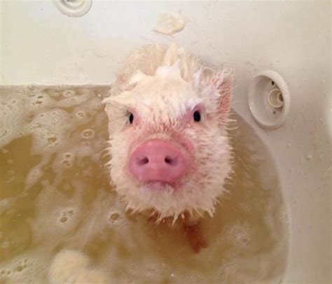 Cute Piggies Animals And Pets Funny Animals Cute Creatures