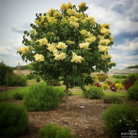 Snowdance™ Japanese Tree Lilac First Editions Japanese Tree