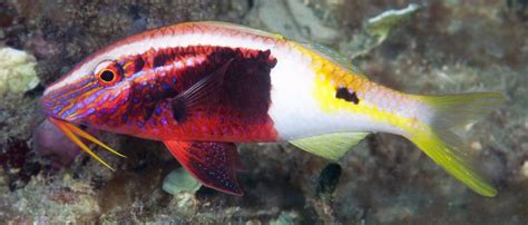 Bicolor Goatfish Nautilus Scuba Club Cairns