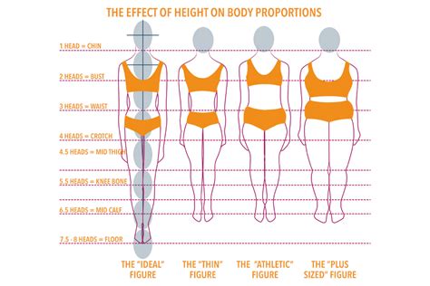 Understanding Body Proportions The Creative Curator