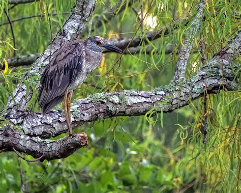Yellow Crowned Night Heron Nyctanassa Violacea In A Tree Flickr