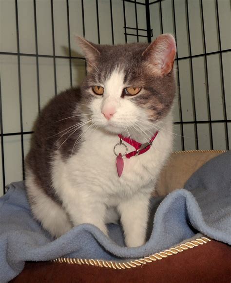 Due to a lot of interest in any given dog or cat we can not do adoption holds. CAT ADOPTION EVENT-ANIMALS IN DISTRESS | Danbury, CT Patch