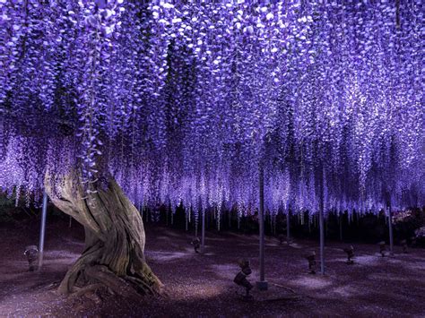 Ashikaga Flower Parks Wisterias Bloom Early Japan Today