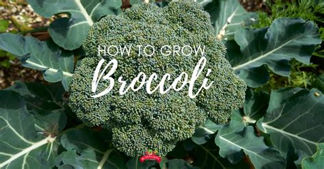 How To Grow Broccoli At Home The Kitchen Garten