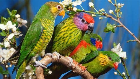 Wallpaper 1600x900 Px Adorable Animal Beauty Bird Colored Flowers Nature Parrot