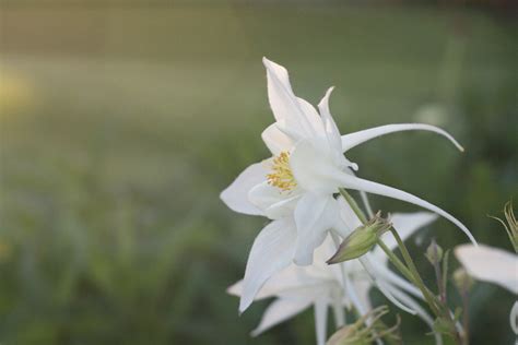 Check spelling or type a new query. Free photo of white flower