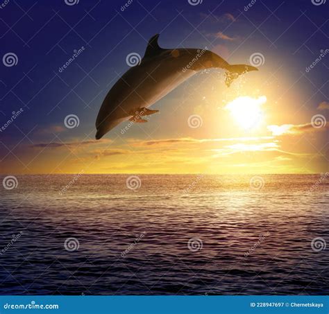 Beautiful Bottlenose Dolphin Jumping Out Of Sea At Sunset Stock Image