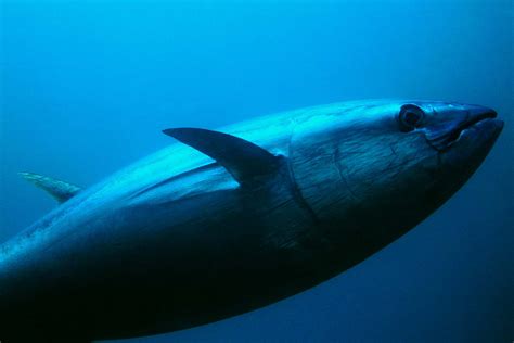 Bluefin Tuna | biopsea.com