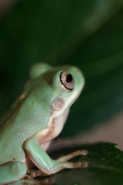 Photographed By Me Whites Tree Frog Whites Tree Frog Tree Frogs