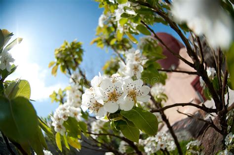 White Spring Blossoms Stock Image Image Of Blossom Spring 30603881