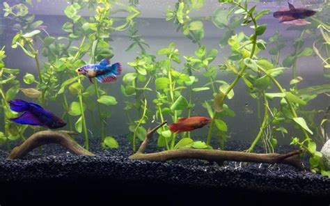 How Many Betta Fish In A 10 Gallon Tank Useful Guide