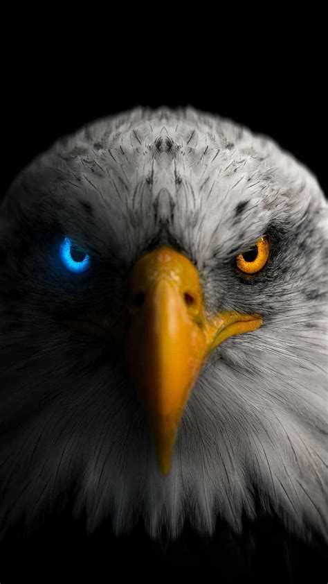 Share 67 Eagle Eye Wallpaper Best Noithatsivn